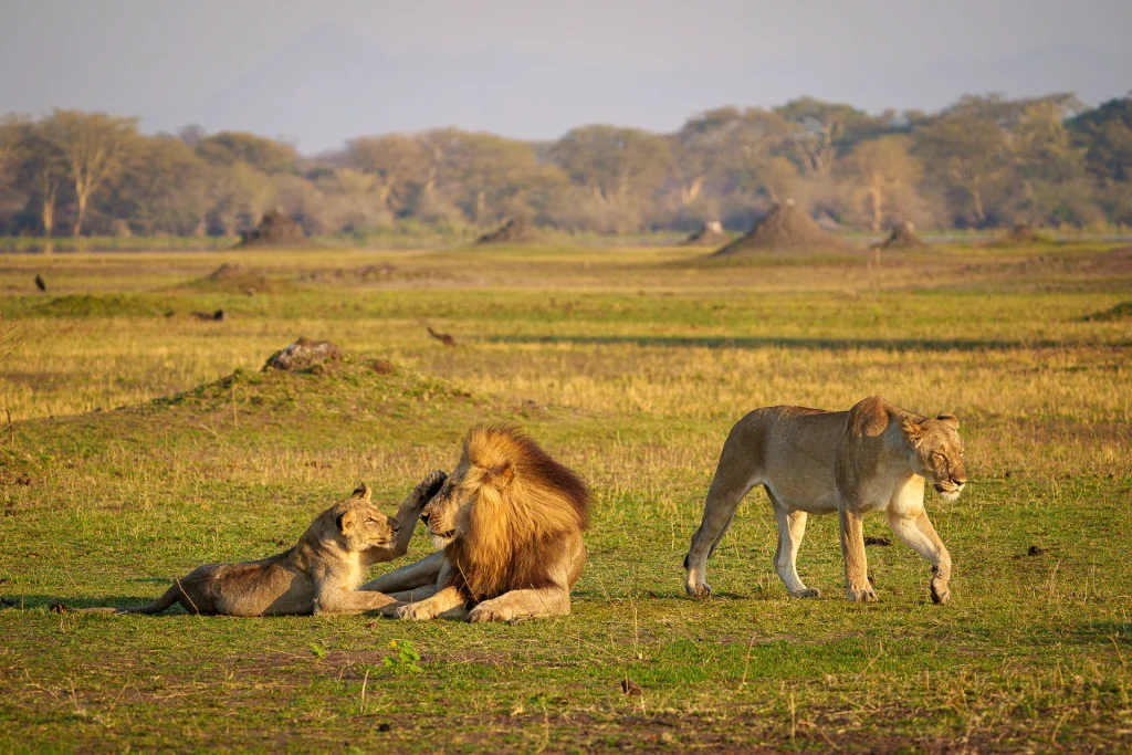 The Majestic Wildlife of Liwonde National Park